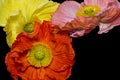 Satin silk poppy blossom collage, fine art still life color macro of a trio of red, pink and yellow blooms, detailed texture,