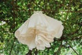 Satin wedding ivory dress with train is hanging on the tree. Elegant outdoor photo.