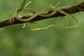 Satiny Parrot Snake Royalty Free Stock Photo