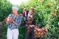 Satisfied Asian woman farmer showing freshly picked pples in garden