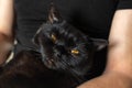 Satisfied black cat sits on male hands and looks at the camera