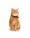 Satisfied Cat Royalty Free Stock Photo