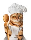 Satisfied cat - a cook with a wooden spoon in his paw Royalty Free Stock Photo