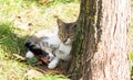 Satisfied cat lies on the grass next to tree and looking at camera Royalty Free Stock Photo