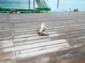 Satisfied cat on the marina waiting for fishermen to catch