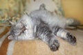 Satisfied cat sleeps with a smile. Gray british cat Royalty Free Stock Photo