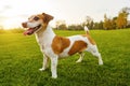 Satisfied debonair smiling dog standing on fresh green grass.