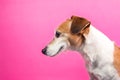 Satisfied dog muzzle profile from the side. Smiling happy sly pet face. Pink background. Royalty Free Stock Photo