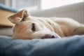 Satisfied dog sleeping on pet bed Royalty Free Stock Photo