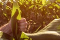 Satisfied farmer gesturing thumbs up in corn field