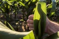 Satisfied farmer gesturing thumbs up in corn field