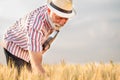 Satisfied gray haired agronomist or farmer examining wheat plants before the harvest