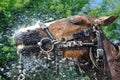 Satisfied happy horse cooled by water in series, 1 of 4 Royalty Free Stock Photo