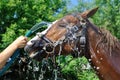 Satisfied happy horse cooled by water in series, 2 of 4 Royalty Free Stock Photo