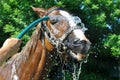 Satisfied happy horse cooled by water in series, 3 of 4 Royalty Free Stock Photo