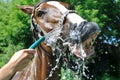 Satisfied happy horse cooled by water in series, 4 of 4 Royalty Free Stock Photo