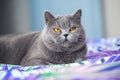 Satisfied and happy short-hair cat looks with half closed eyes Royalty Free Stock Photo