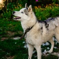 Satisfied and playful dog after combing, husky sheds, lots of old fur