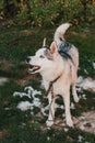 Satisfied and playful dog after combing, husky sheds, lots of old fur