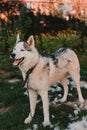 Satisfied and playful dog after combing, husky sheds, lots of old fur