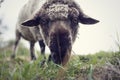 Satisfied sheep grazes in a meadow. Ram eats grass. Farm animals breed for meat and wool production.