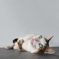 Satisfied tabby cat laying relaxed down on the ground and looking up. Royalty Free Stock Photo