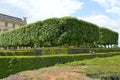 Satisfying green trees next to the Louvre, Paris, France