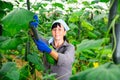 Brunette czech woman picking cucumbers in hothouse