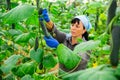brunette czech woman picking cucumbers in hothouse