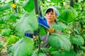 brunette czech woman picking cucumbers in hothouse