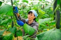 satisfying italian farmer cultivating crop of cucumber in greenhouse