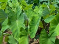 Satoimo (taro) fields Royalty Free Stock Photo