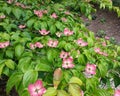 Satomi Korean Dogwood Cornus kousa Royalty Free Stock Photo