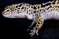 Satpura leopard gecko Eublepharis satpuraensis Royalty Free Stock Photo