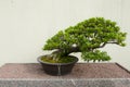 Satsuki Azalea Bonsai Tree