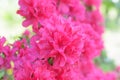 Satsuki azalea Royalty Free Stock Photo