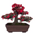 Satsuki azalea tree bonsai - 3D render