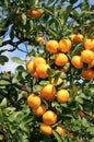 Satsuma Royalty Free Stock Photo
