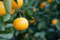 Satsuma Royalty Free Stock Photo