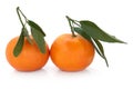 Satsuma Fruit