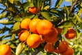 Satsuma Royalty Free Stock Photo