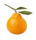 Satsuma Orange Isolated with clipping path Royalty Free Stock Photo