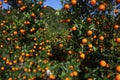 Satsuma orchard in Japan also christmas symbol Royalty Free Stock Photo