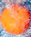 Satsuma Splash Royalty Free Stock Photo