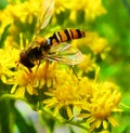 Saturated close-up of a hover fly Royalty Free Stock Photo