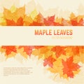 Saturated maple leaves background with space for text.