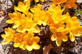 Saturated orange crocus flowers blooming in the summer field. Nature backgrounds