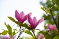 Pink magnolia flowers on the light background Royalty Free Stock Photo