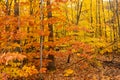 Saturated Thick Tree Fall Color Seasonal Leaves Forest