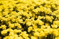 Saturated tiny yellow flowers blooming on spring meadow closeup, macro, detail, blur in sunshine with green grass. Joyful natural. Royalty Free Stock Photo